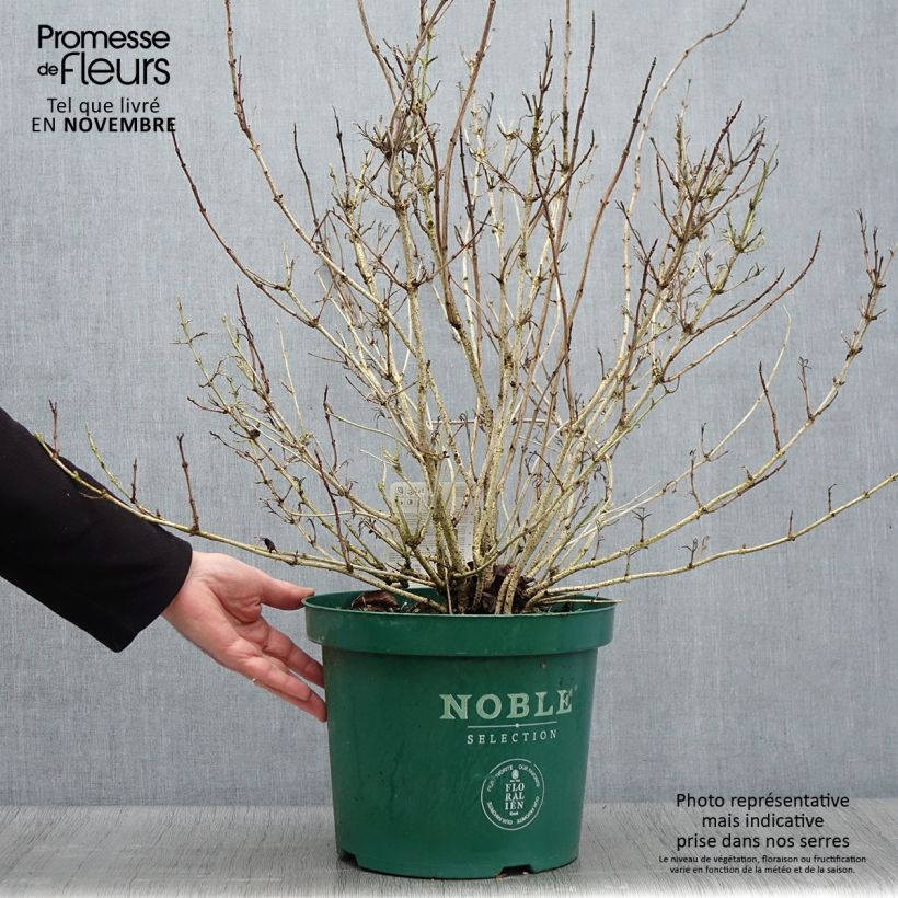 Spécimen de Weigela florida Ebony and Ivory Pot de 7,5L/10L tel que livré en automne