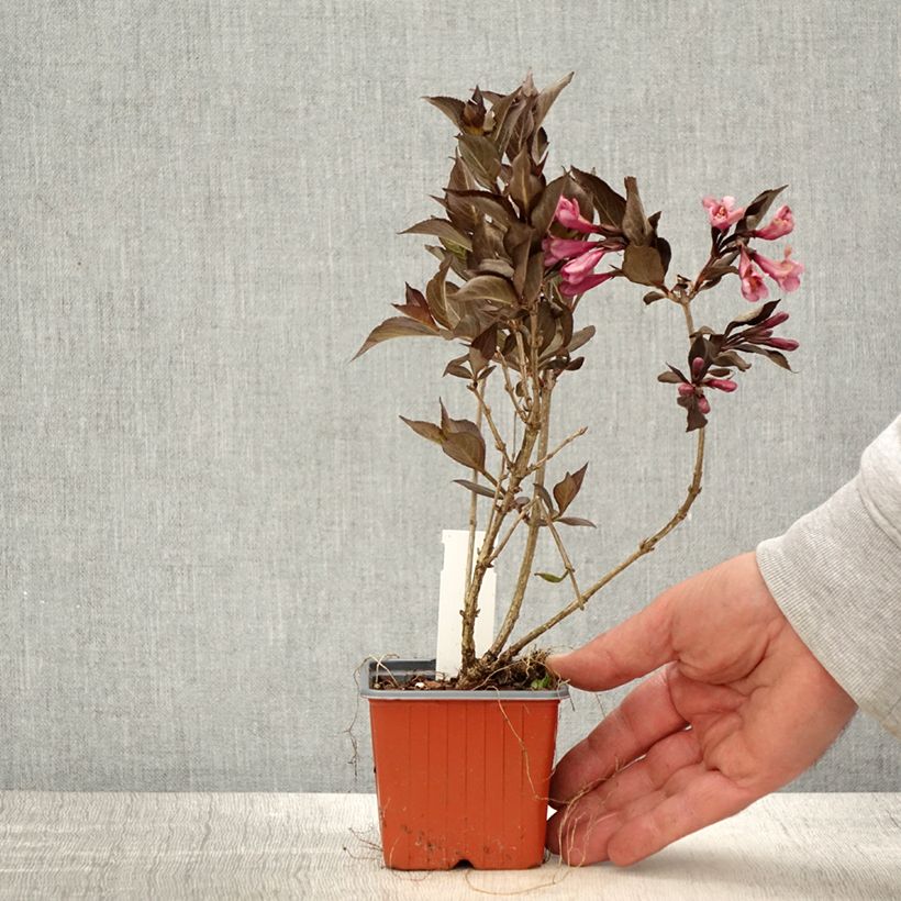 Spécimen de Weigela florida Foliis Purpureis - Weigela florida Purpurea - Weigelia pourpre godet de 9 cm tel que livré au printemps