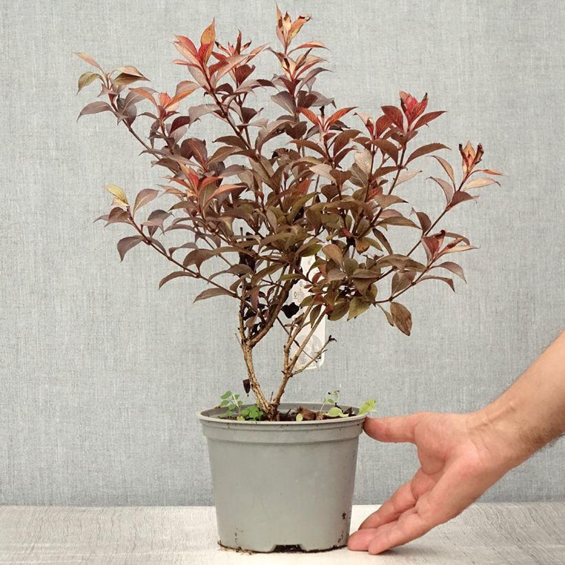Spécimen de Weigela florida Foliis Purpureis - Weigela florida Purpurea - Weigelia pourpre Pot de 2L/3L tel que livré en été