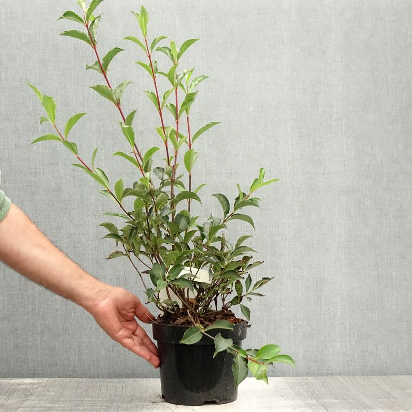 Spécimen de Weigela florida Korea Pot de 2L/3L tel que livré en été