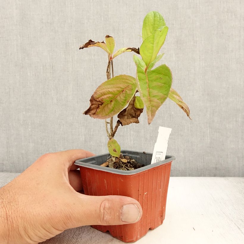 Spécimen de Weigela florida Lime Monster Godet de 8/9 cm tel que livré en été