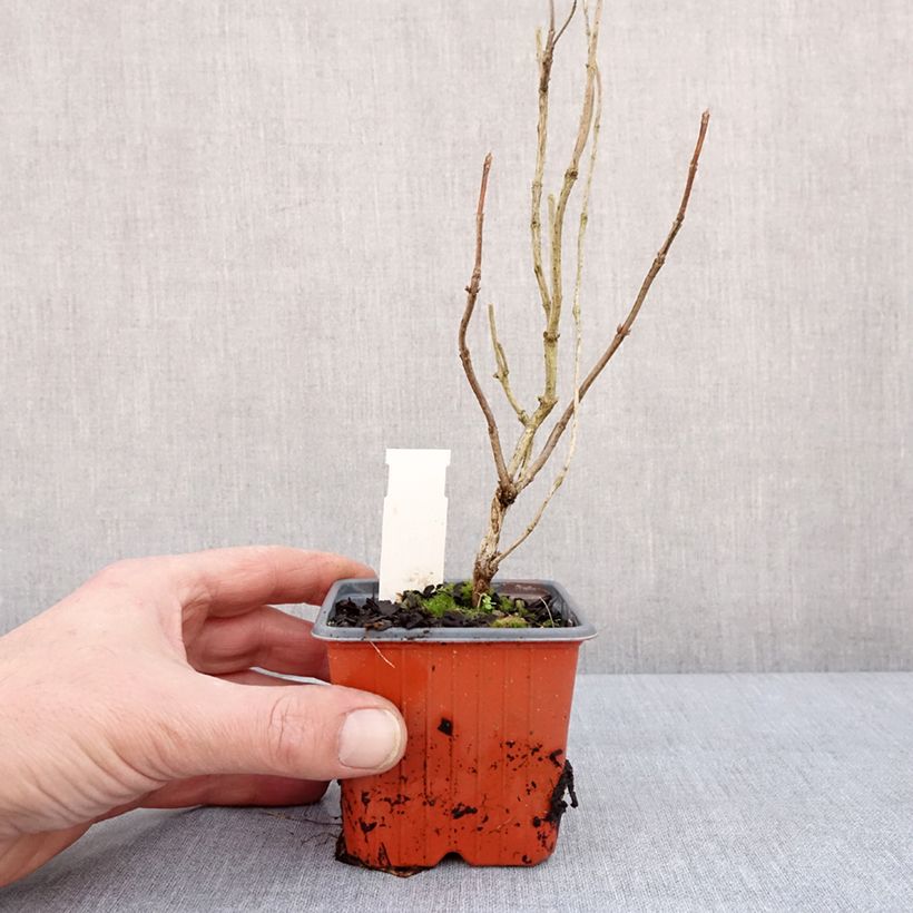 Spécimen de Weigela florida Lime Monster - Godet de 8/9 cm tel que livré en hiver