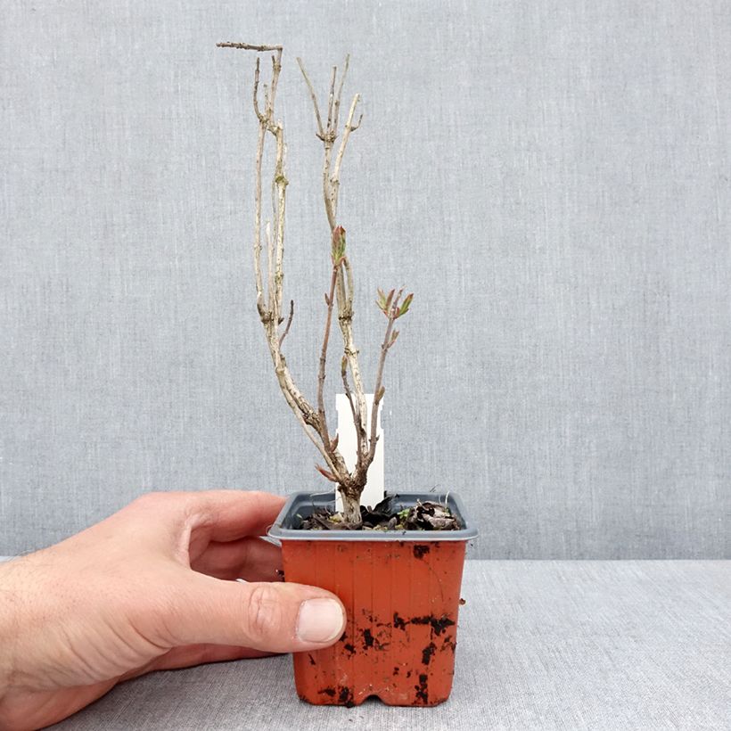 Spécimen de Weigela florida Lime Monster - Godet de 8/9 cm tel que livré au printemps