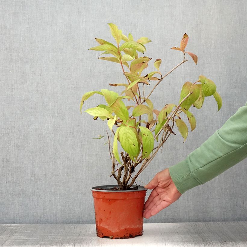 Spécimen de Weigela florida Lime Monster Pot de 3L/4L tel que livré en été