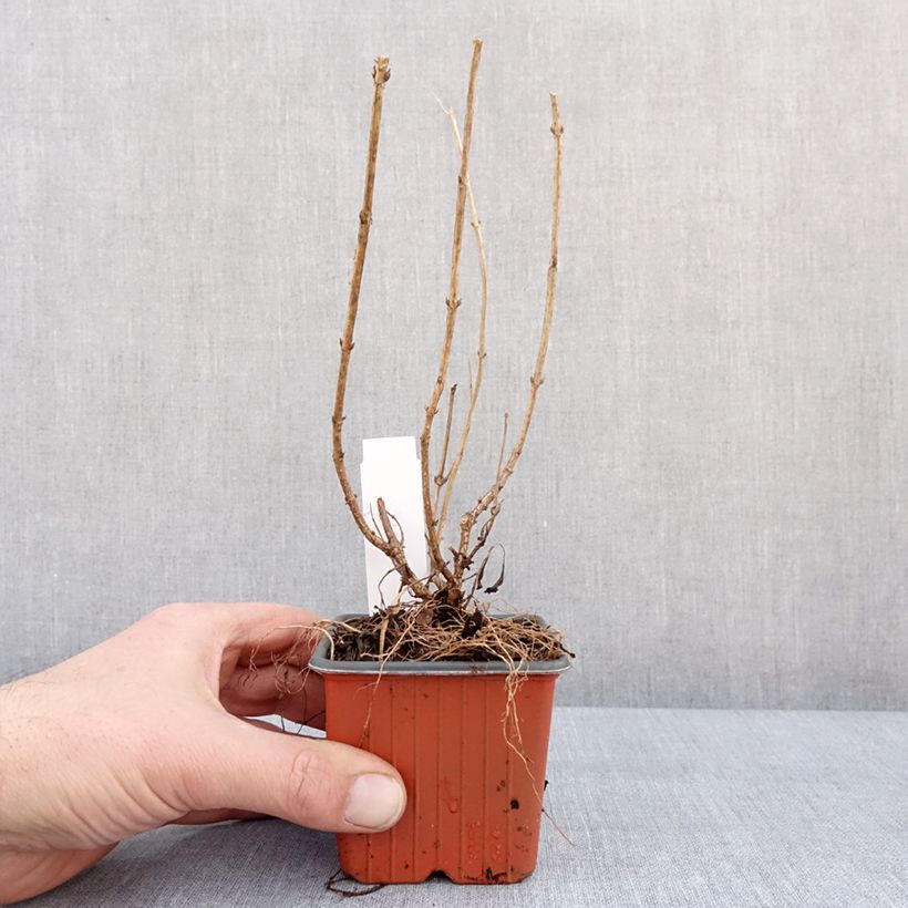 Spécimen de Weigela florida Minor Black Godet de 8/9 cm tel que livré en hiver