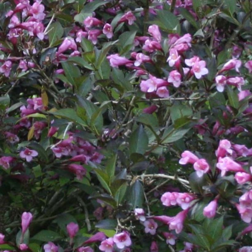 Weigela florida Nana Purpurea - Weigélia pourpre nain  (Feuillage)