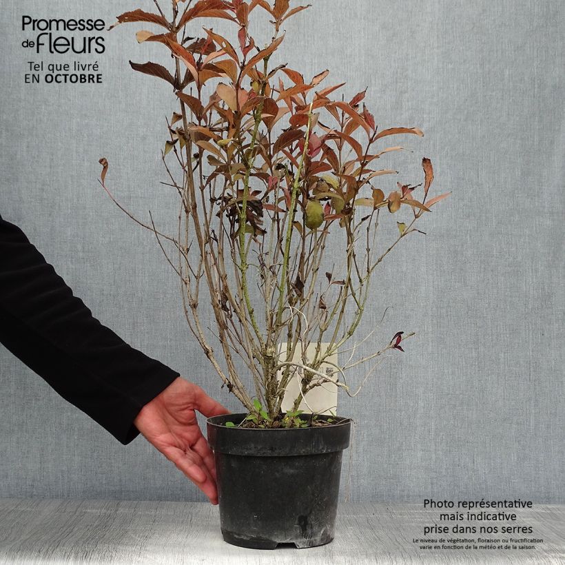 Spécimen de Weigela florida Naomi Campbell Pot de 2L/3L tel que livré en automne