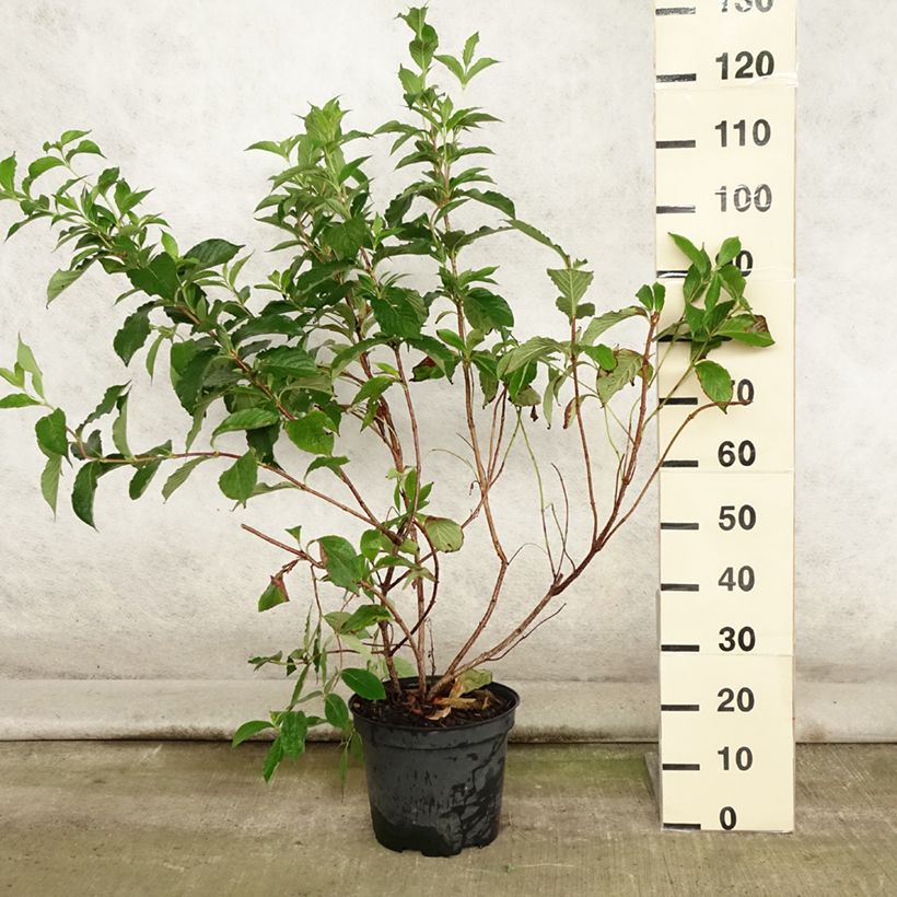 Spécimen de Weigela florida Rosea - Weigélia Pot de 7,5L/10L tel que livré en été