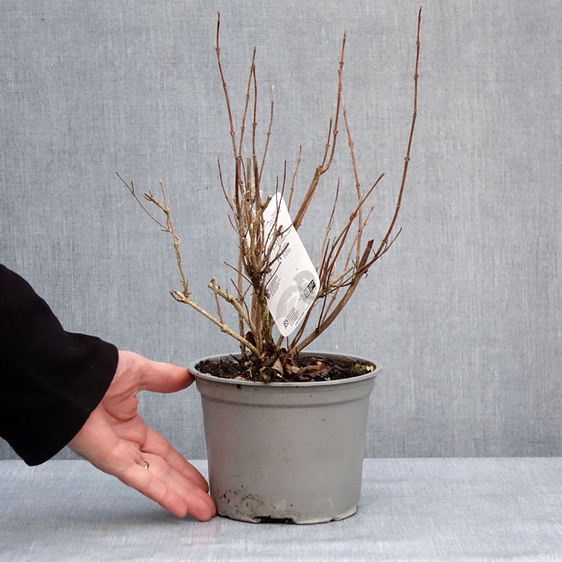 Spécimen de Weigela florida Suzanne - Pot de 2L/3L tel que livré en hiver