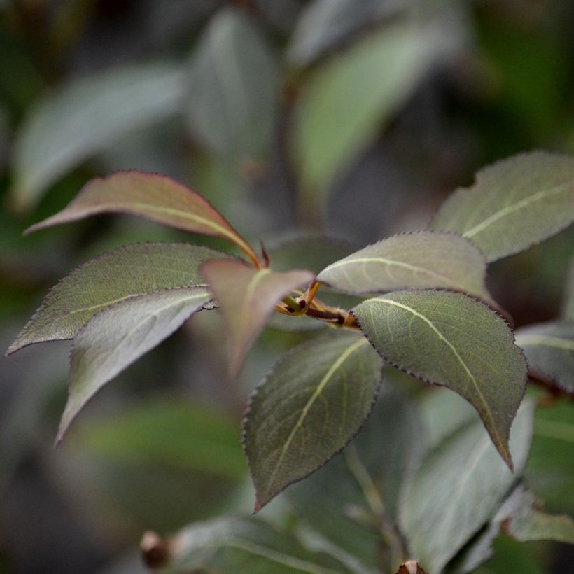 Weigela florida Victoria (Feuillage)