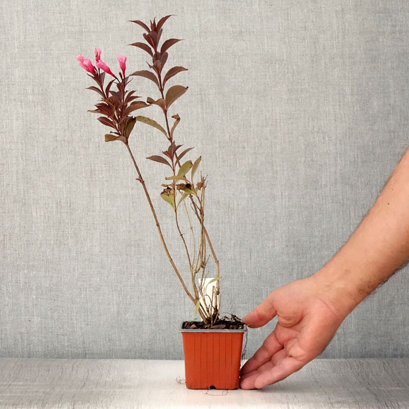 Spécimen de Weigela florida Victoria Godet de 8/9 cm tel que livré en été