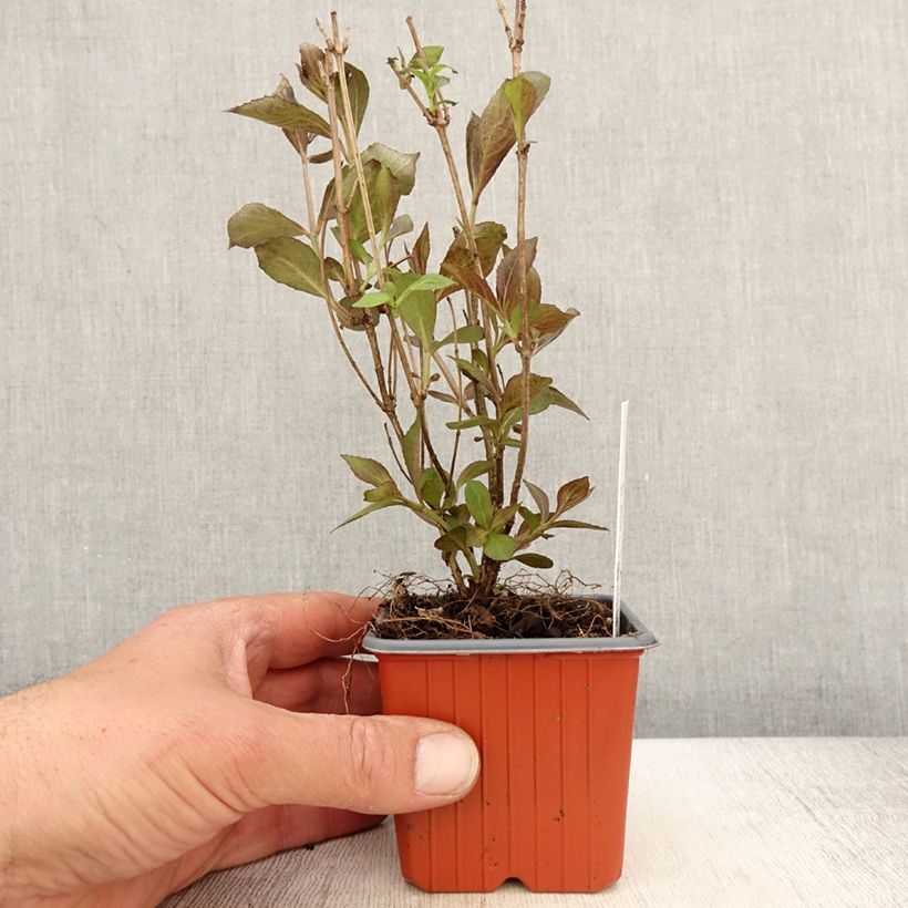 Spécimen de Weigela florida Victoria - Godet de 8/9 cm tel que livré au printemps