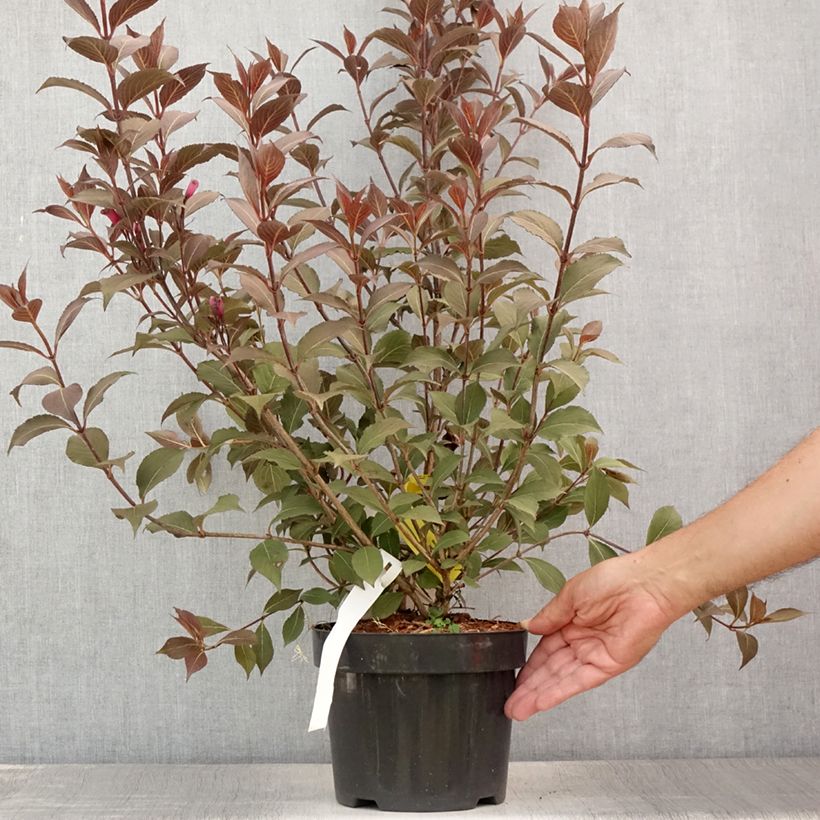 Spécimen de Weigela florida Victoria Pot de 2L/3L tel que livré en été