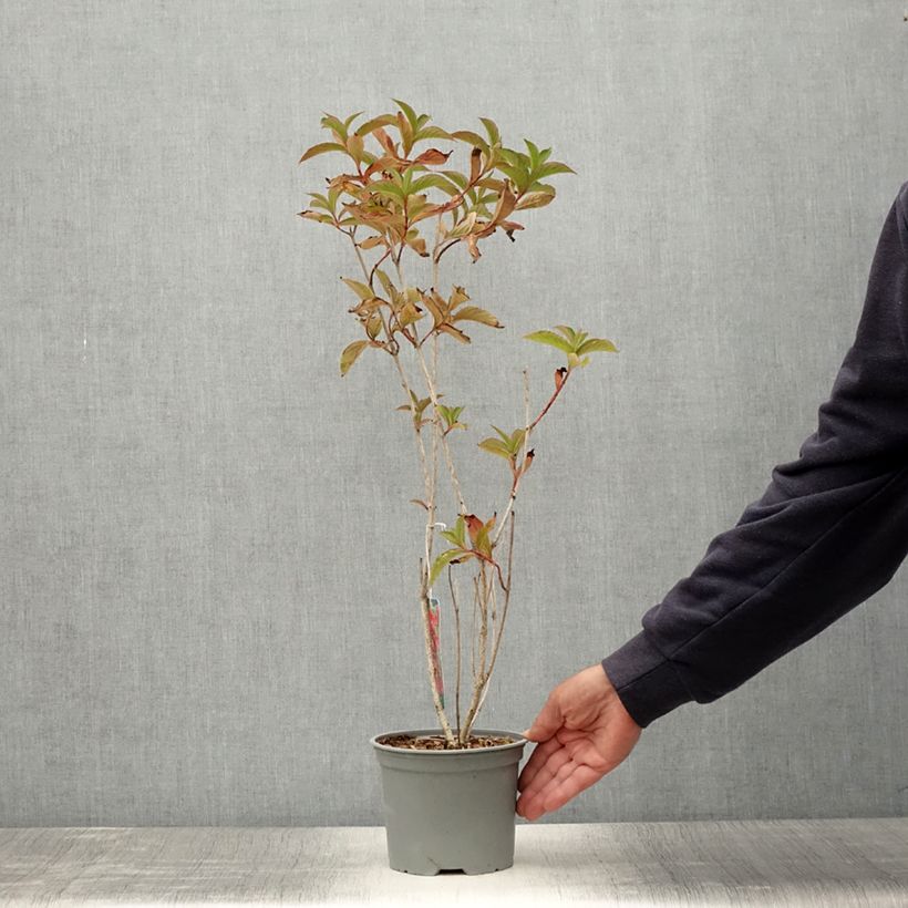 Spécimen de Weigela hybride Eva Rathke Pot de 2L/3L tel que livré en été