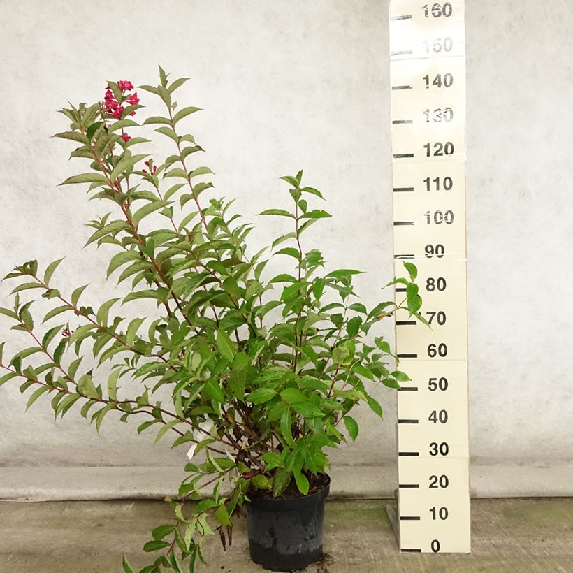 Spécimen de Weigela hybride Red Prince Pot de 7,5L/10L tel que livré en été