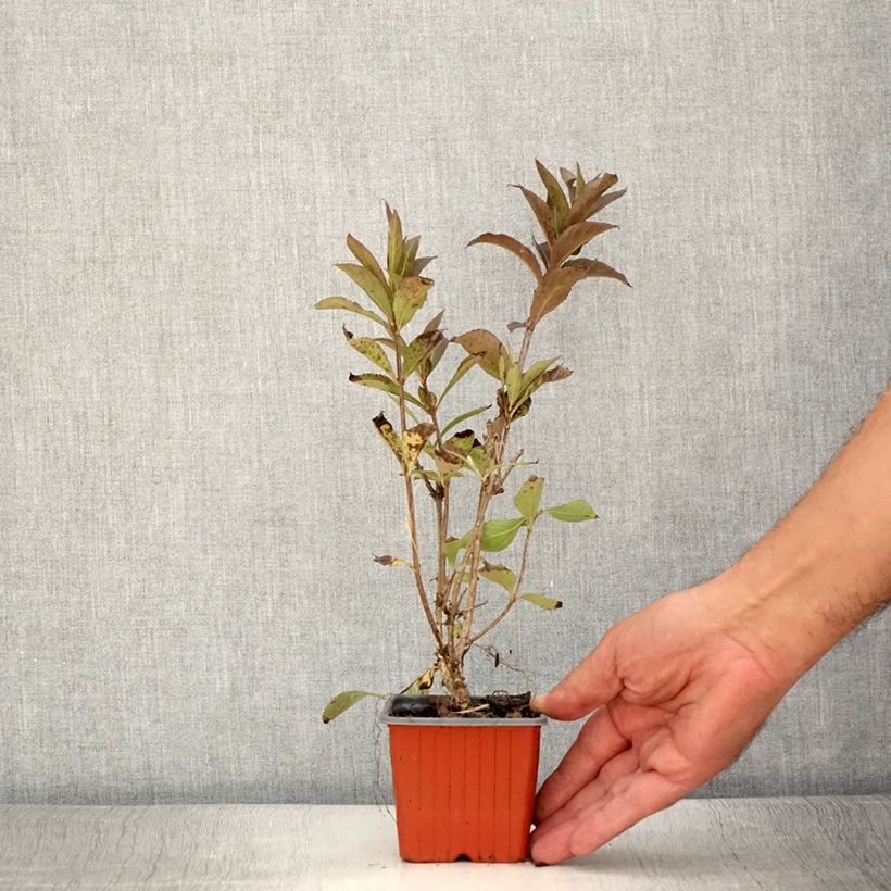 Spécimen de Weigela Minuet Godet de 8/9 cm tel que livré en été