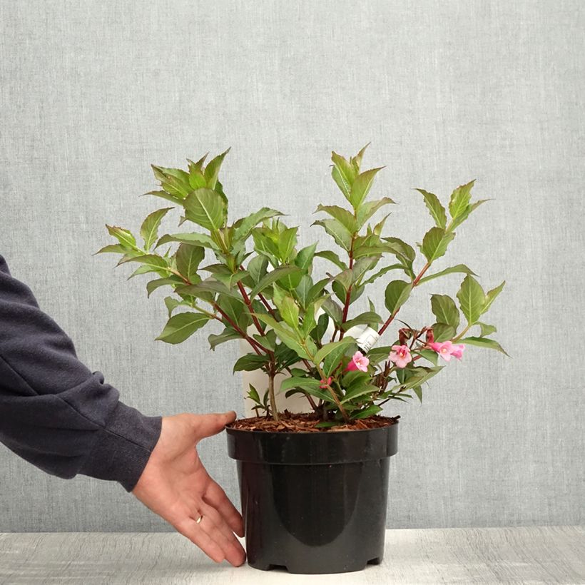 Spécimen de Weigela Minuet Pot de 2L/3L tel que livré en été