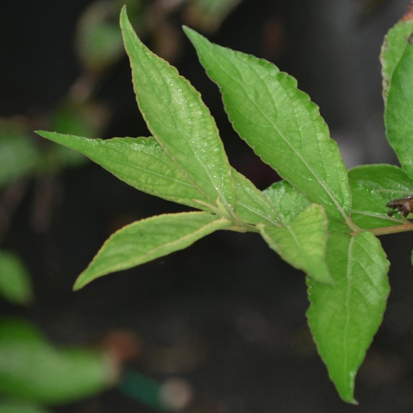 Weigela Nain rouge Courtanin (Feuillage)