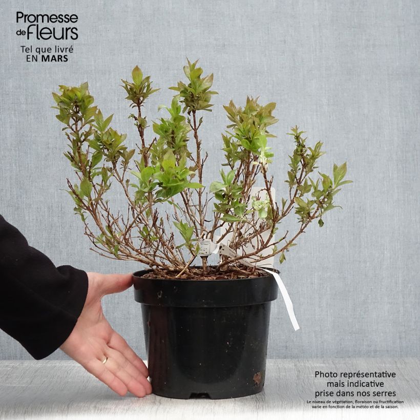 Spécimen de Weigela Picobella Bianco - Weigélia nain Pot de 3L/4L tel que livré au printemps