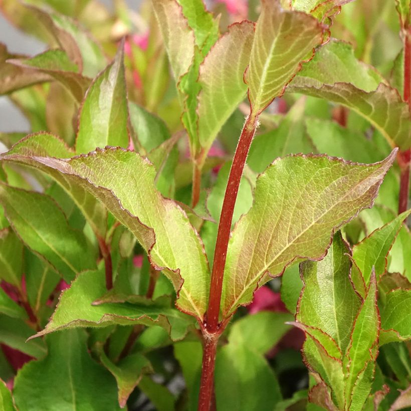 Weigela Rumba (Feuillage)