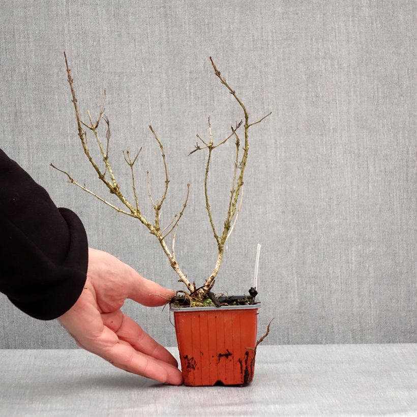 Spécimen de Weigela Rumba Godet de 8/9 cm tel que livré en hiver