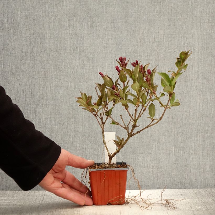 Spécimen de Weigela Rumba - Godet de 8/9 cm tel que livré au printemps