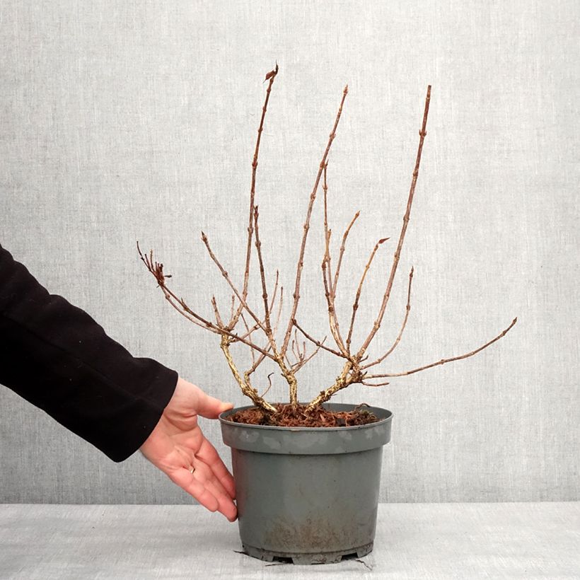 Spécimen de Weigela Rumba Pot de 3L/4L tel que livré en hiver