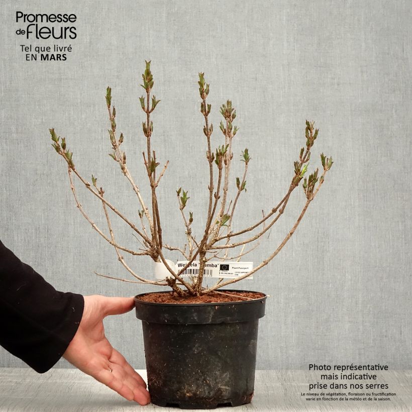 Spécimen de Weigela Rumba - Pot de 3L/4L tel que livré au printemps
