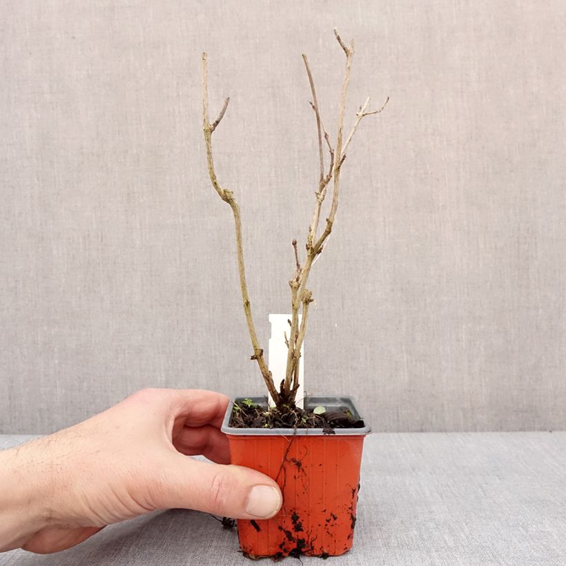 Spécimen de Weigela Snowflake Godet de 8/9 cm tel que livré en hiver