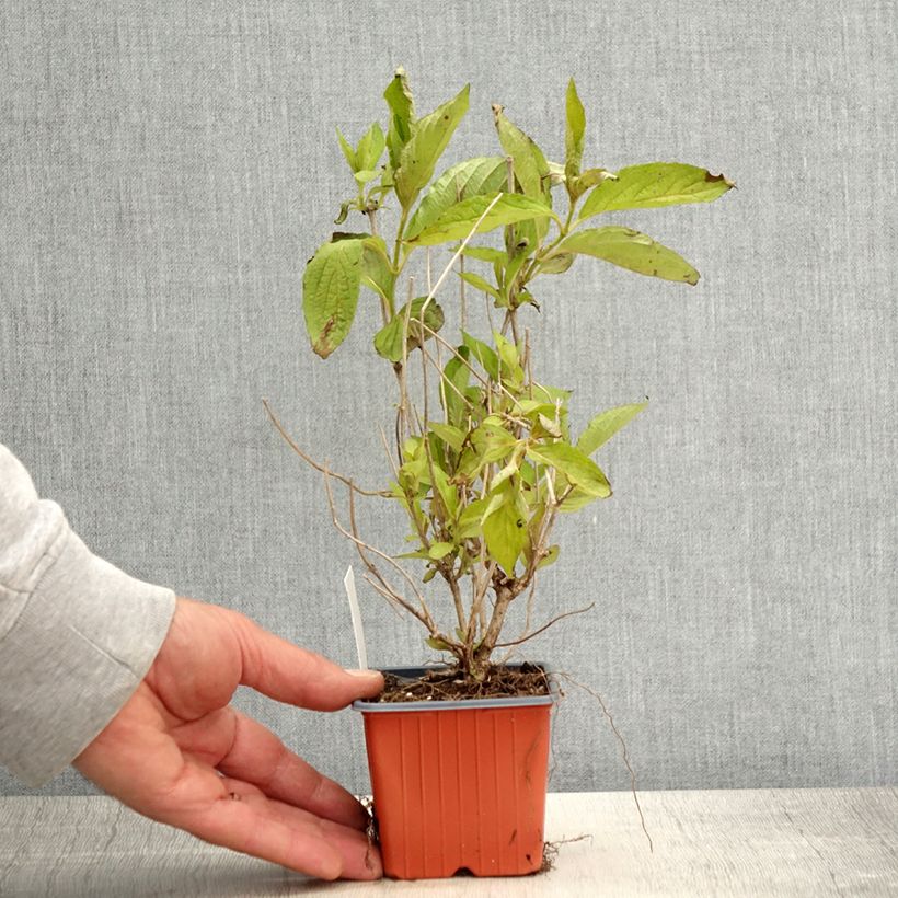 Spécimen de Weigela Snowflake - Godet de 8/9 cm tel que livré au printemps