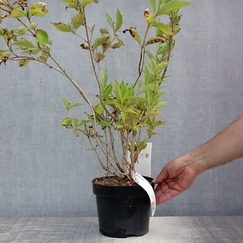Spécimen de Weigela Snowflake Pot de 3L/4L tel que livré en été
