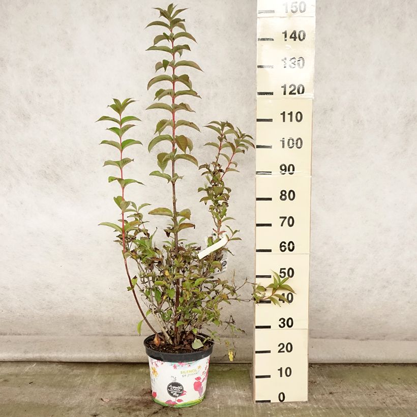 Spécimen de Weigela Stelzneri Pot de 7,5L/10L tel que livré en été