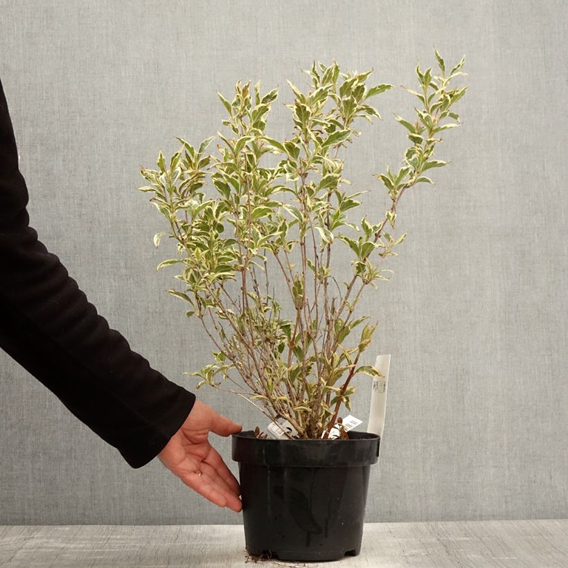 Spécimen de Weigela White Lightning en pot de 2l/3l tel que livré au printemps