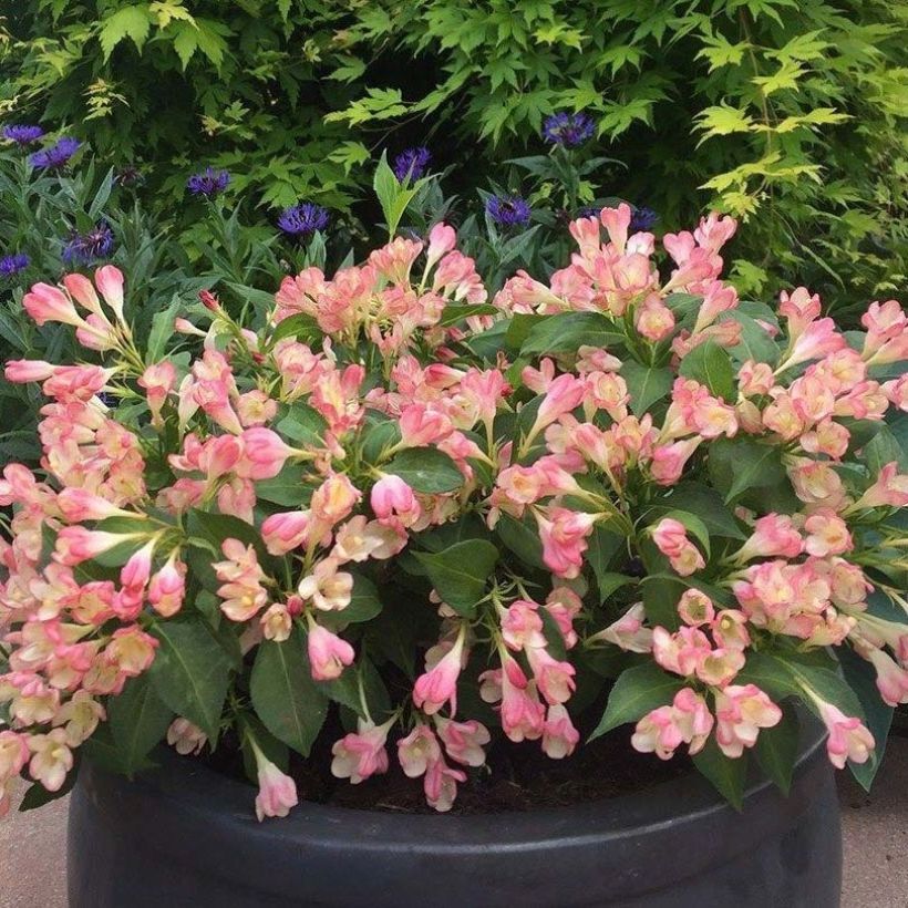 Weigelia All Summer Peach (Floraison)