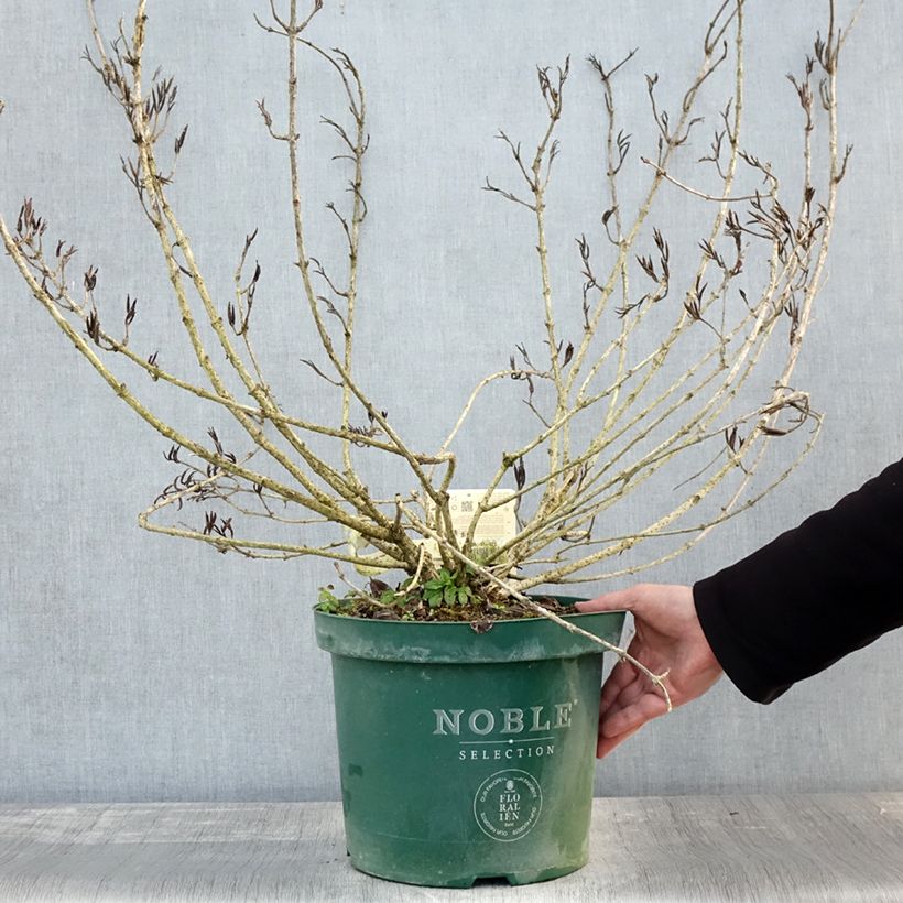 Spécimen de Weigelia florida Polka - Weigela nain Pot de 7,5L/10L tel que livré en automne