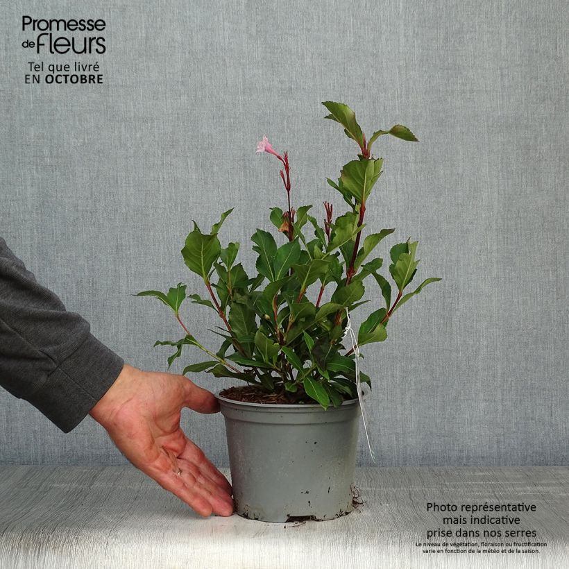 Spécimen de Weigelia florida Polka - Weigela nain Pot de 2L/3L tel que livré en automne