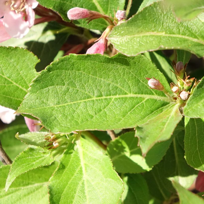 Weigelia florida Polka - Weigela nain (Feuillage)