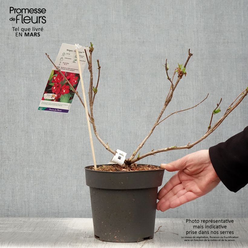 Spécimen de Weigelia hybride Cherry Love Pot de 3L/4L tel que livré au printemps