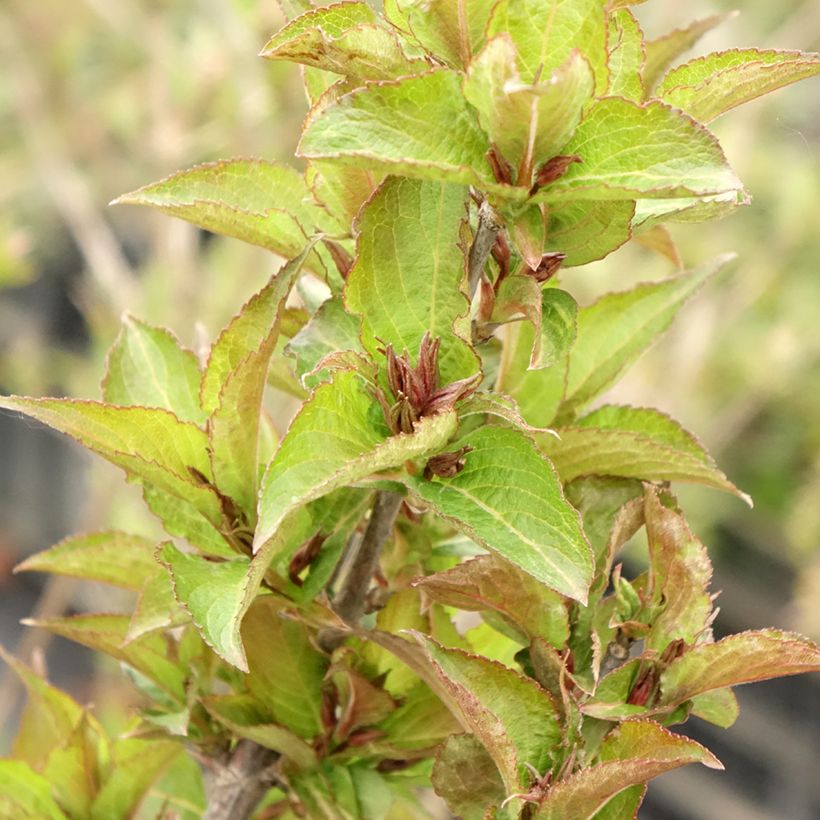 Weigelia hybride Cherry Love (Feuillage)