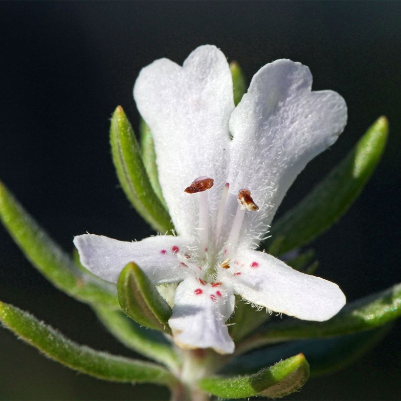 Westringia fruticosa Mundi - Romarin d'Australie (Floraison)