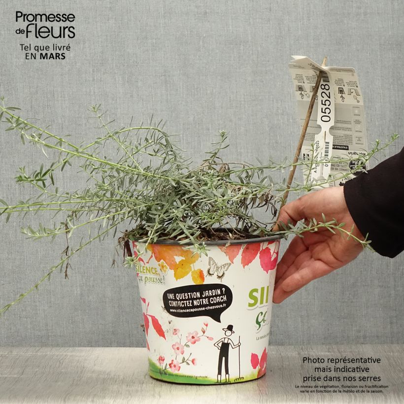 Spécimen de Westringia fruticosa Mundi - Romarin d'Australie Pot de 3L/4LHauteur livrée env. 20/30cm tel que livré au printemps