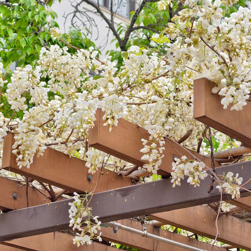 Glycine - Wisteria brachybotrys White Silk (Port)