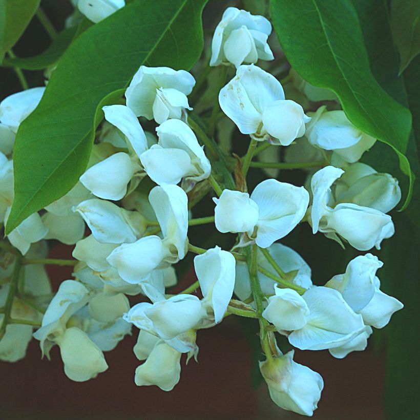 Glycine - Wisteria brachybotrys White Silk (Floraison)