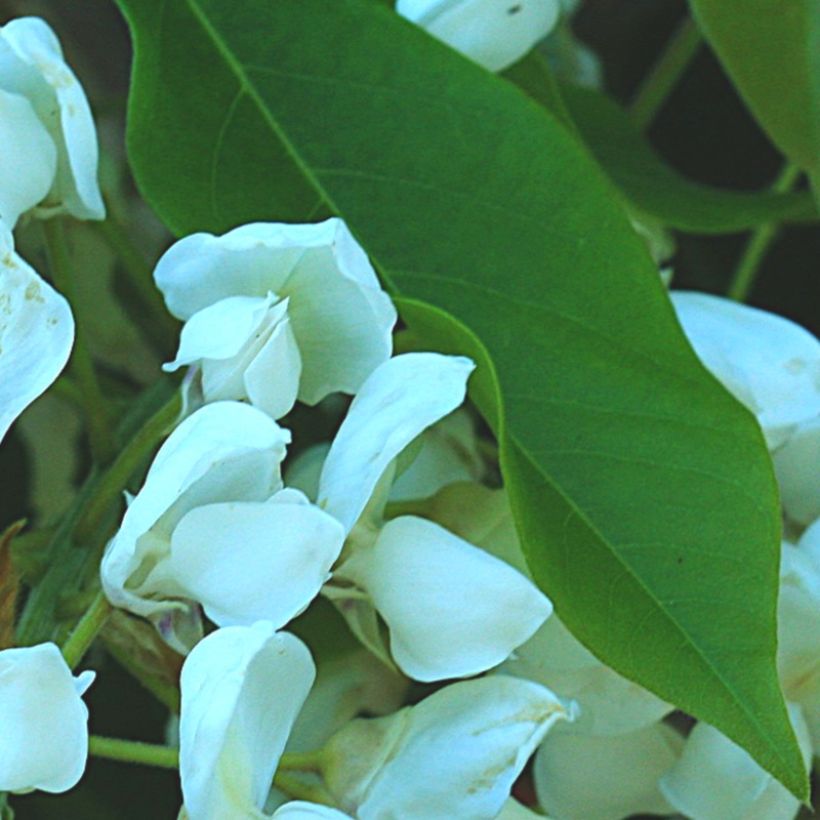 Glycine - Wisteria brachybotrys White Silk (Feuillage)