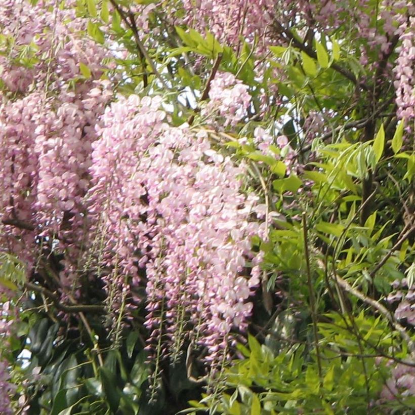 Glycine du Japon - Wisteria floribunda Honbeni (Rosea, Pink Ice) (Floraison)