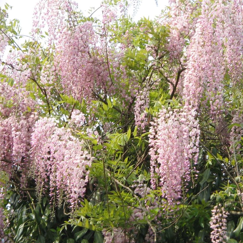 Glycine du Japon - Wisteria floribunda Honbeni (Rosea, Pink Ice) (Port)