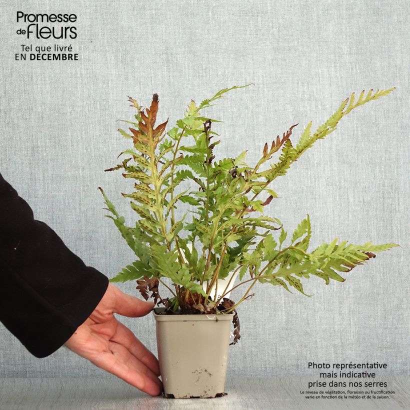 Spécimen de Woodwardia fimbriata - Fougère  Godet de 8/9 cm tel que livré en automne