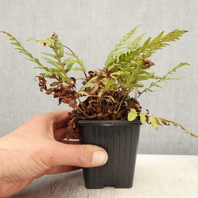 Spécimen de Woodwardia fimbriata - Fougère en godet de 9 cm tel que livré au printemps