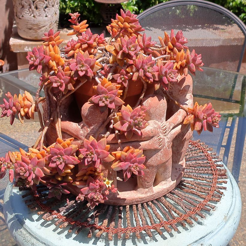 x Graptosedum Bronze - Plante grasse (Port)