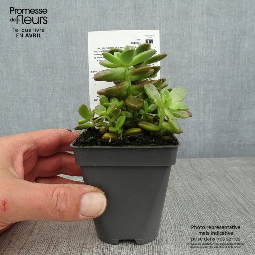 Spécimen de x Graptosedum Bronze - Plante grasse tel que livré au printemps